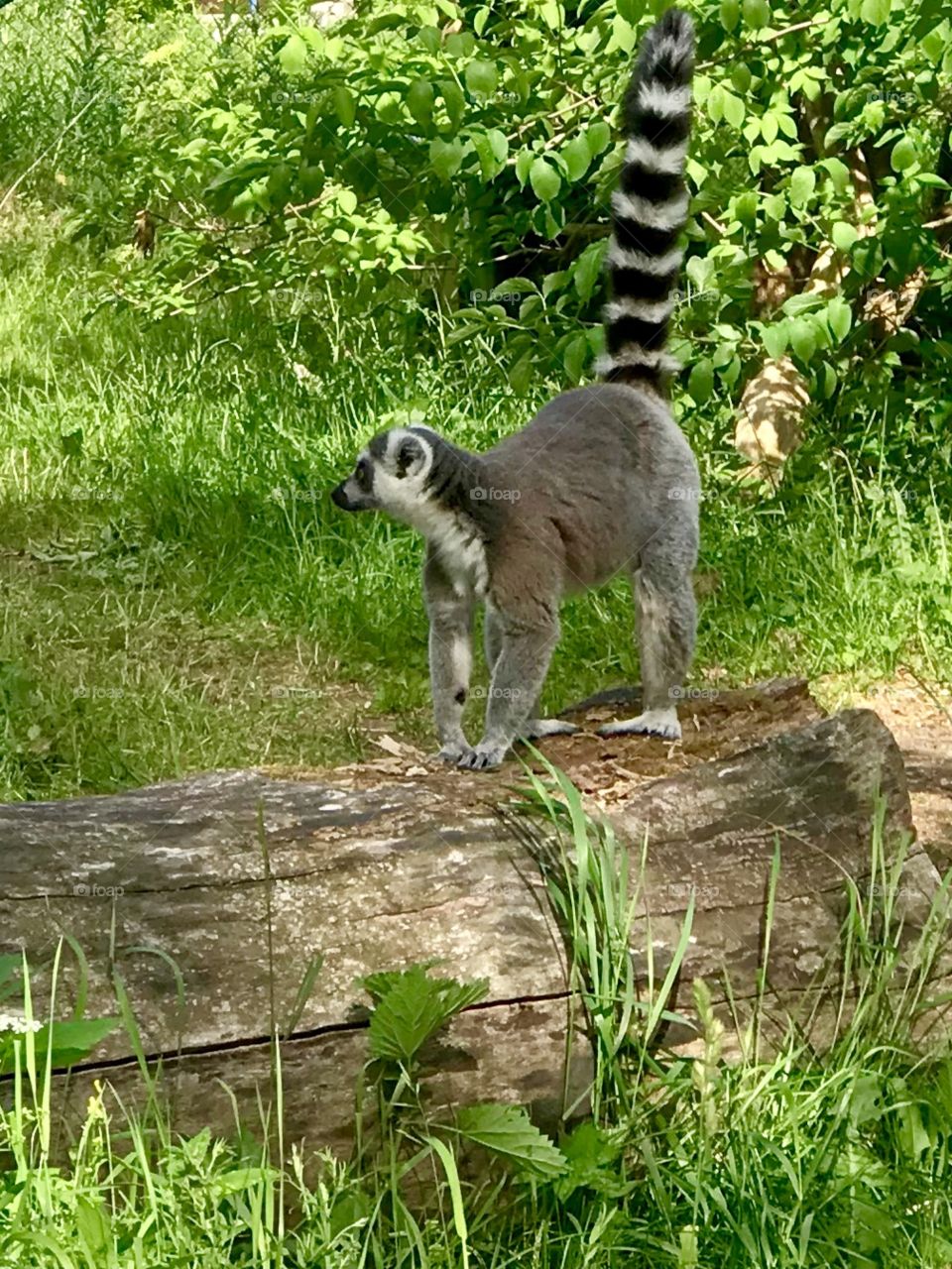 Lemur