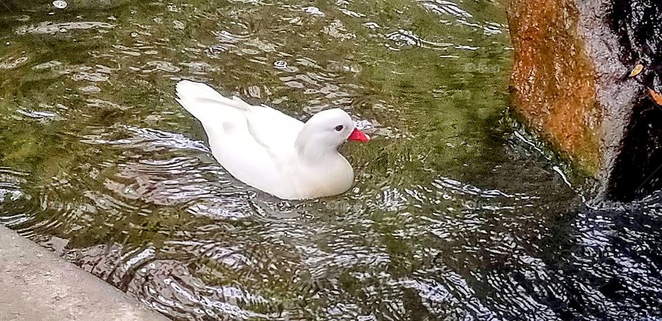 This beautiful creature reminds us that Tranquil waters renew nature and the spirit.