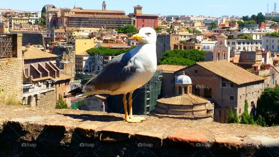 Seagull