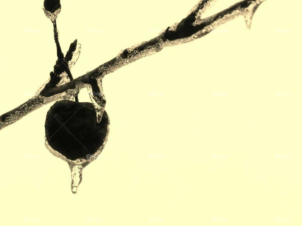 Ice encased Crabapple