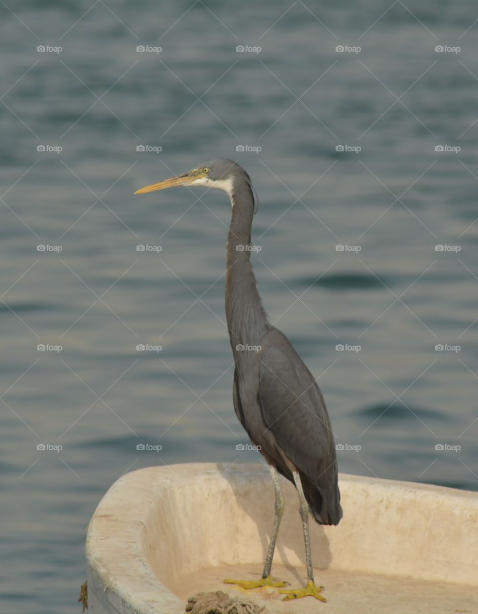 Bird at Bahrain