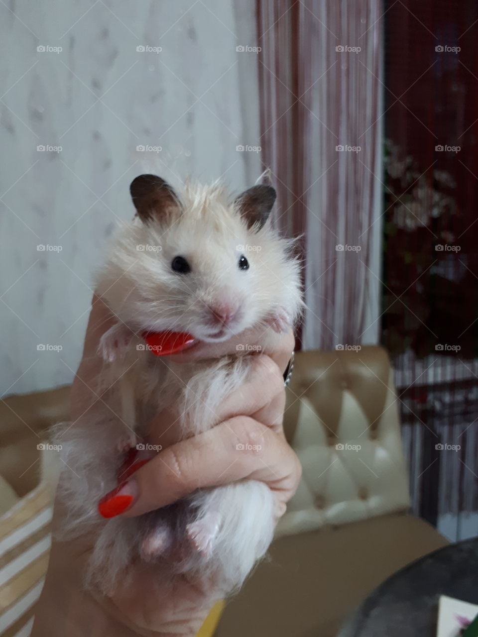 Hamster in the woman's hands