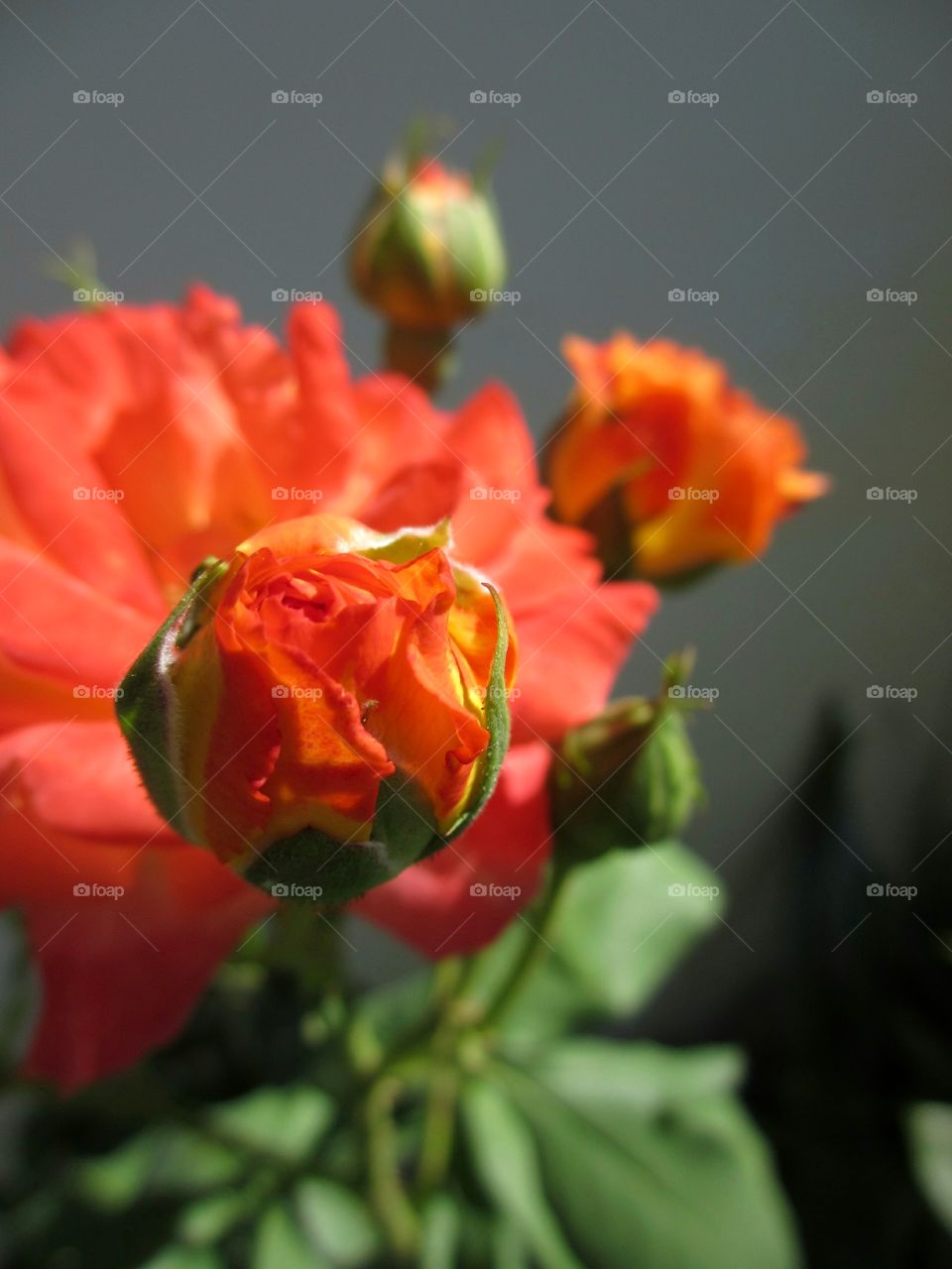 Close-up of bright, bold fiery bold orange rose blossoms and buds on a rose buds