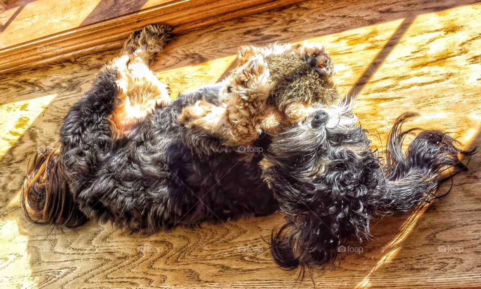 Dog on a Window Ledge. Holding Toy With Paws While Sunbathing