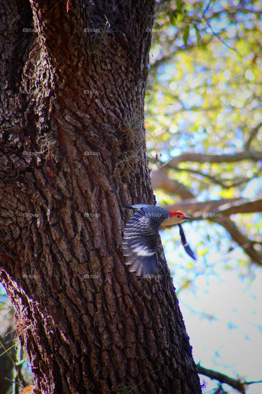 Red Headed Woodpecker Flying
