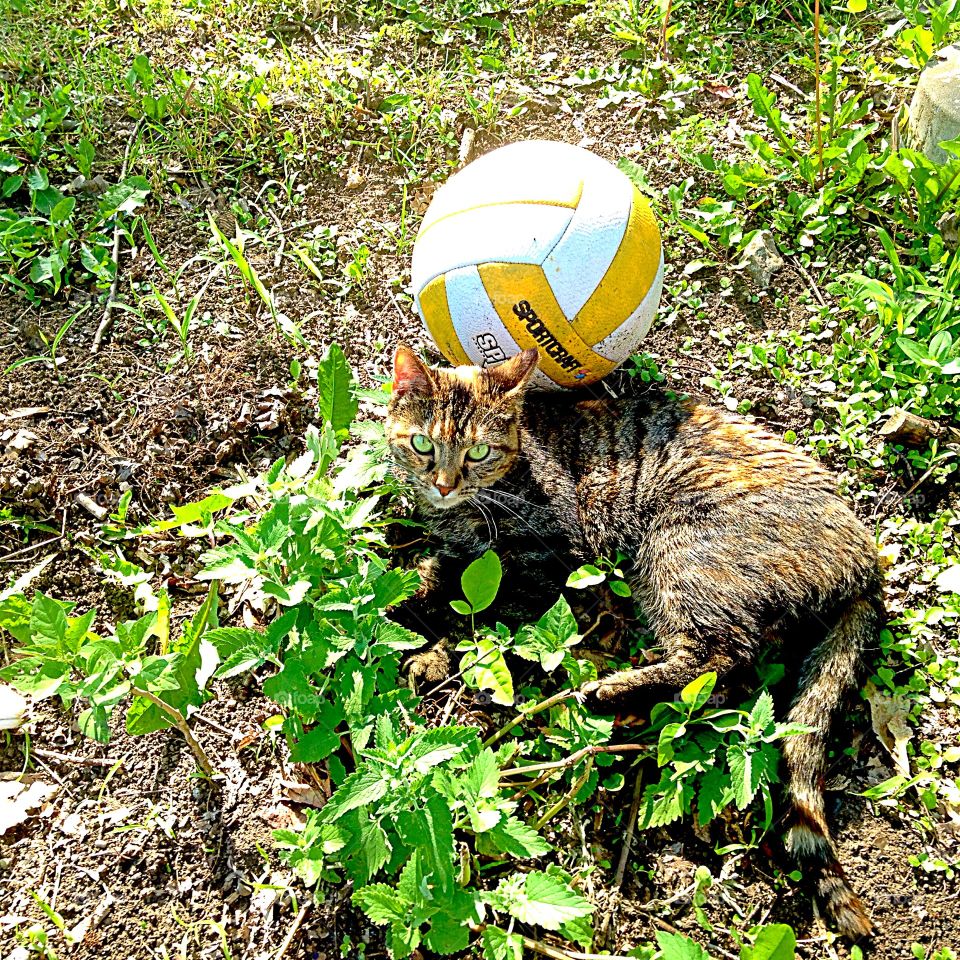 Catnip love. Kitty rolling in catnip next to a soccer ball