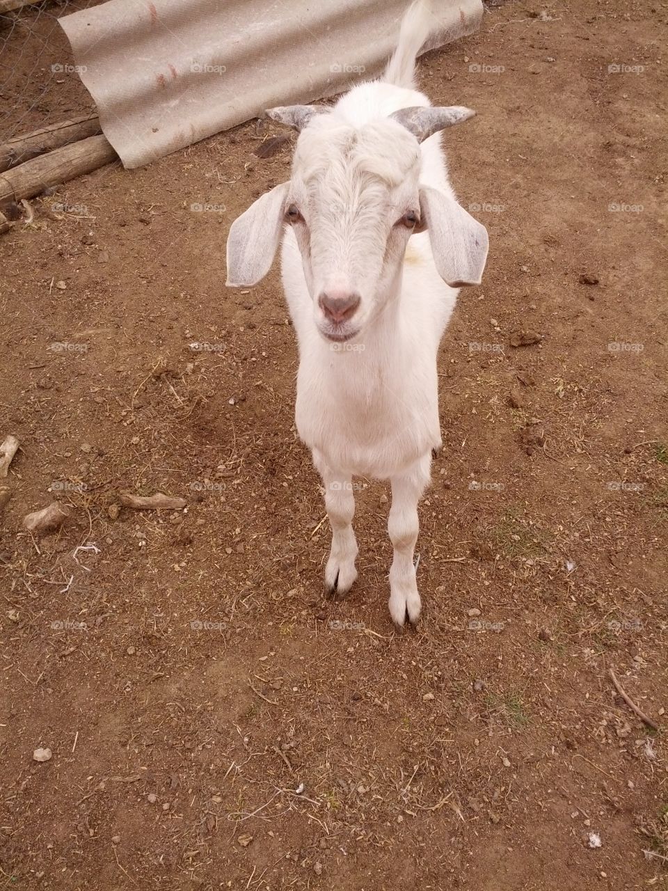 Baby goat