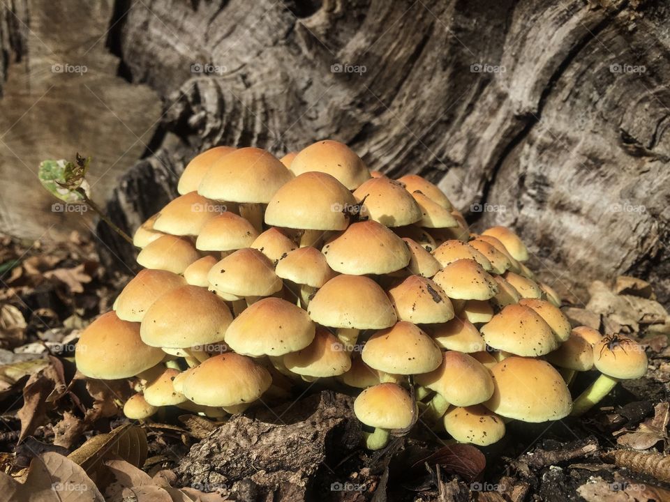 Bunch of little mushrooms in the forest