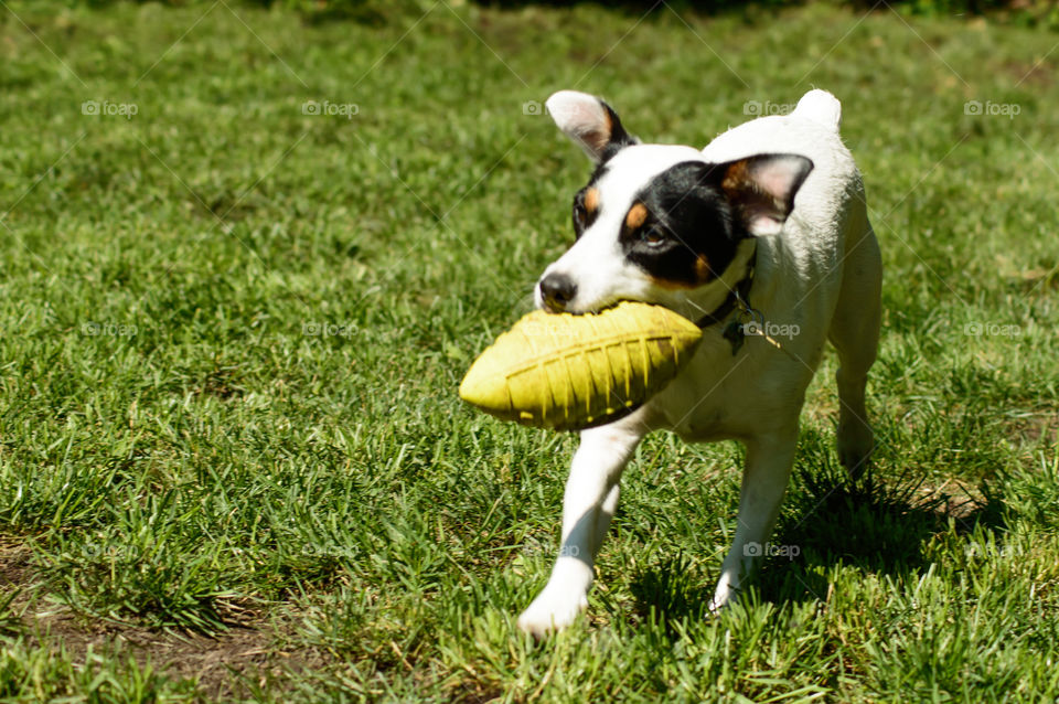 Cute little dog carrying  a big toy football - black and white young Jack Russell Terrier breed in garden enjoying summer play time motion photo with floppy ears in air 