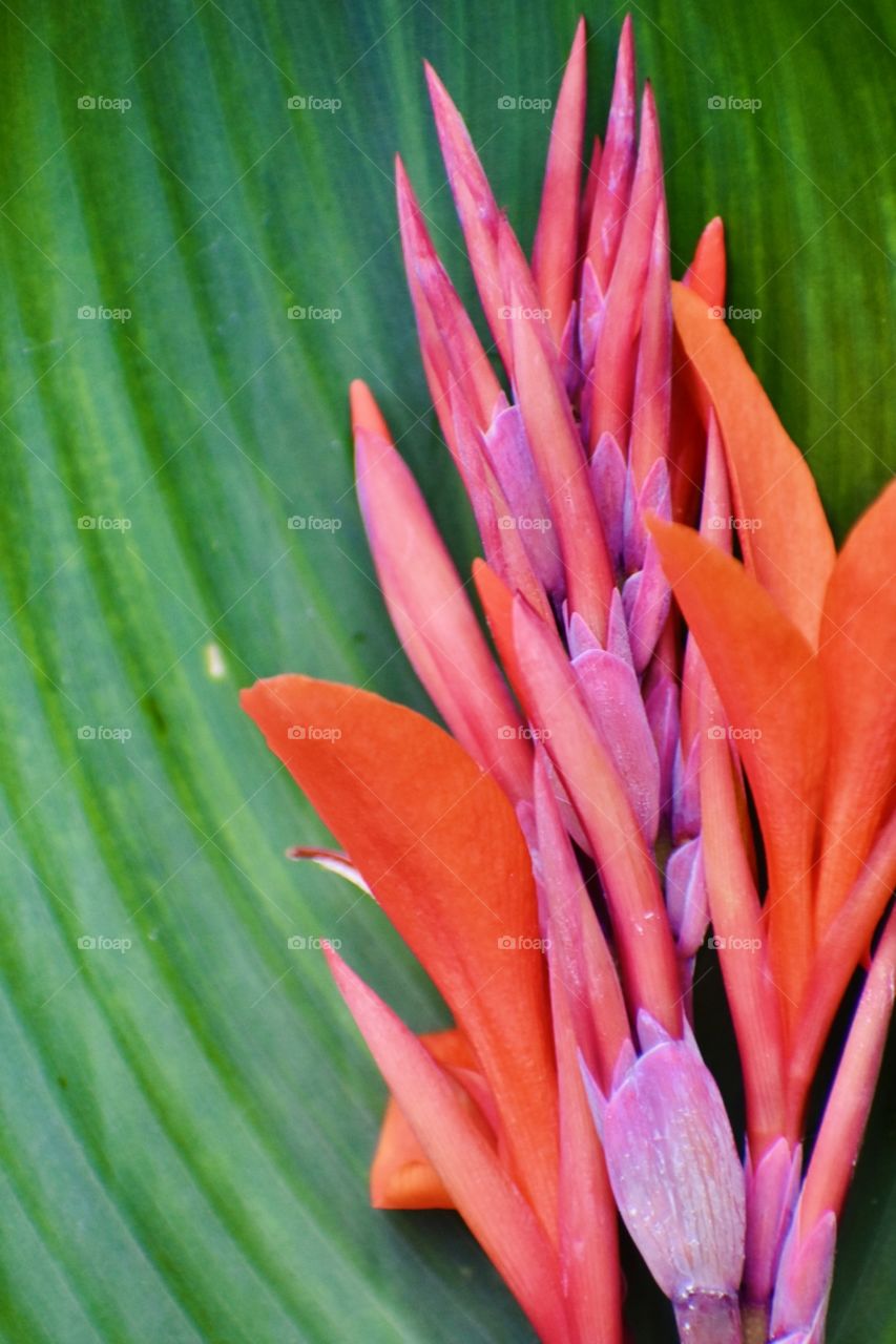 This Tropical Canna Lily is flourishing in the Sun. Showing off it’s beautiful bright colors.