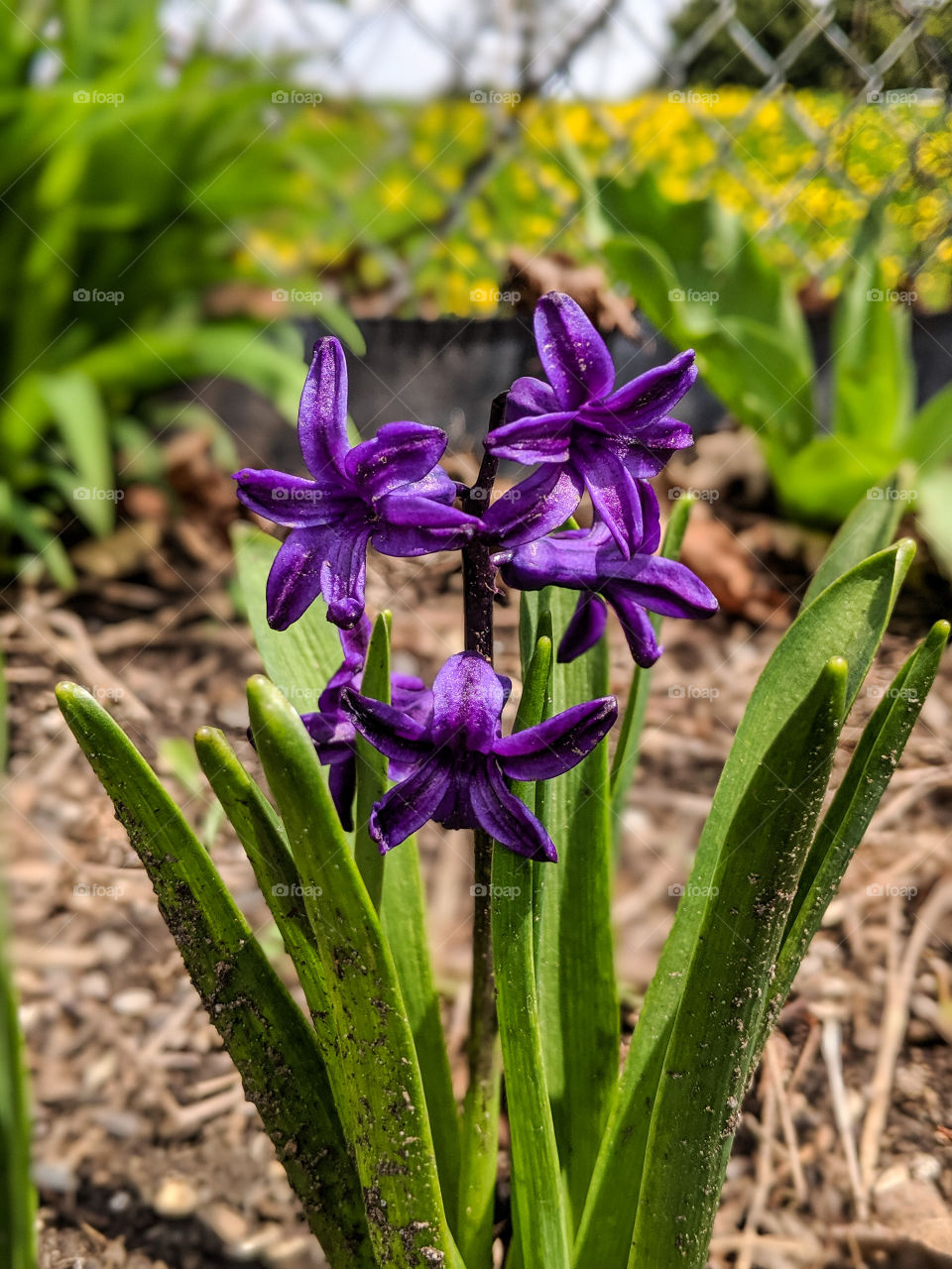 beautiful purple flowers in the spring time