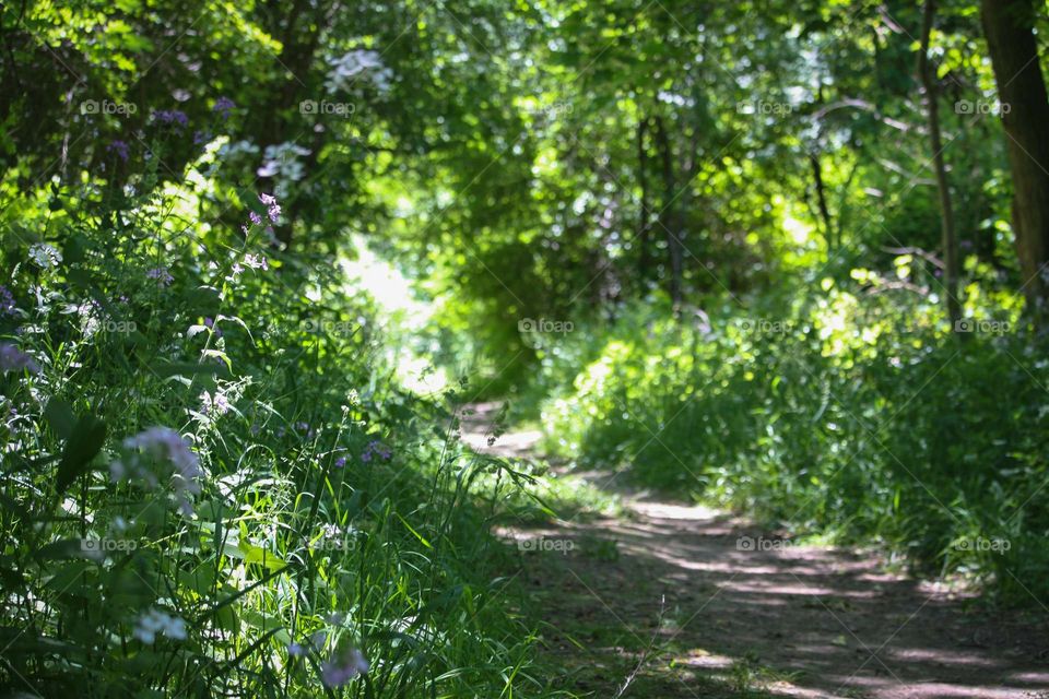 Pathway to summer