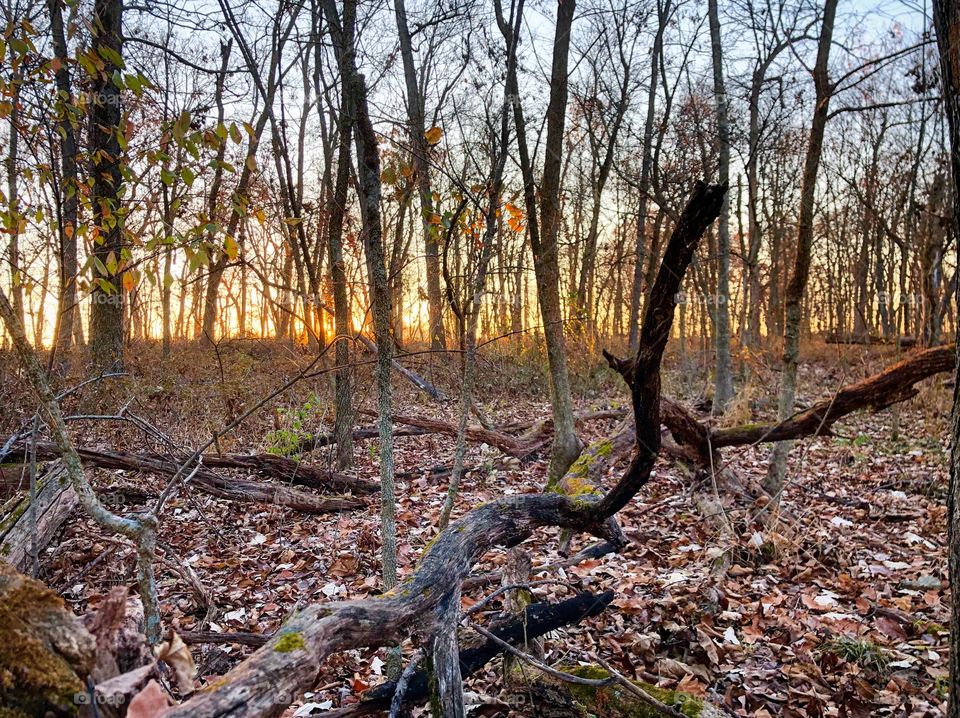 The sun’s rays peeking through the trees at golden hour in the forest during sunrise.