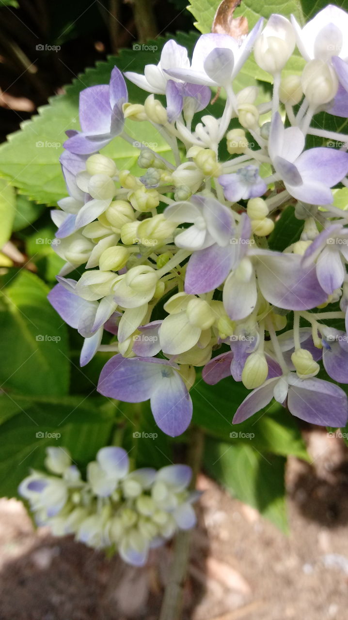 blooming hydrangea
