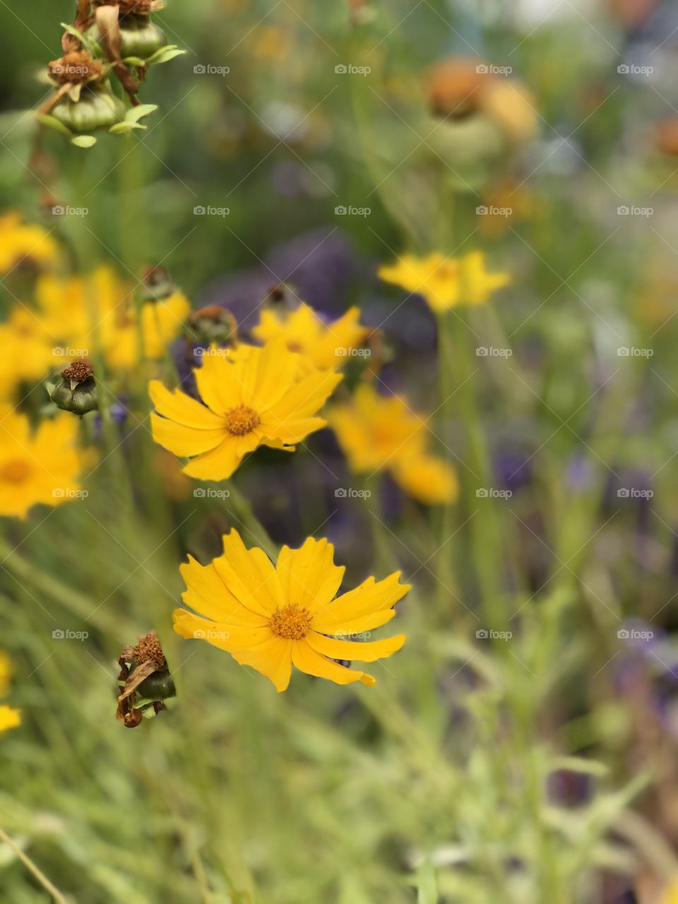 Wildflower Garden! Simplicity with Seeds