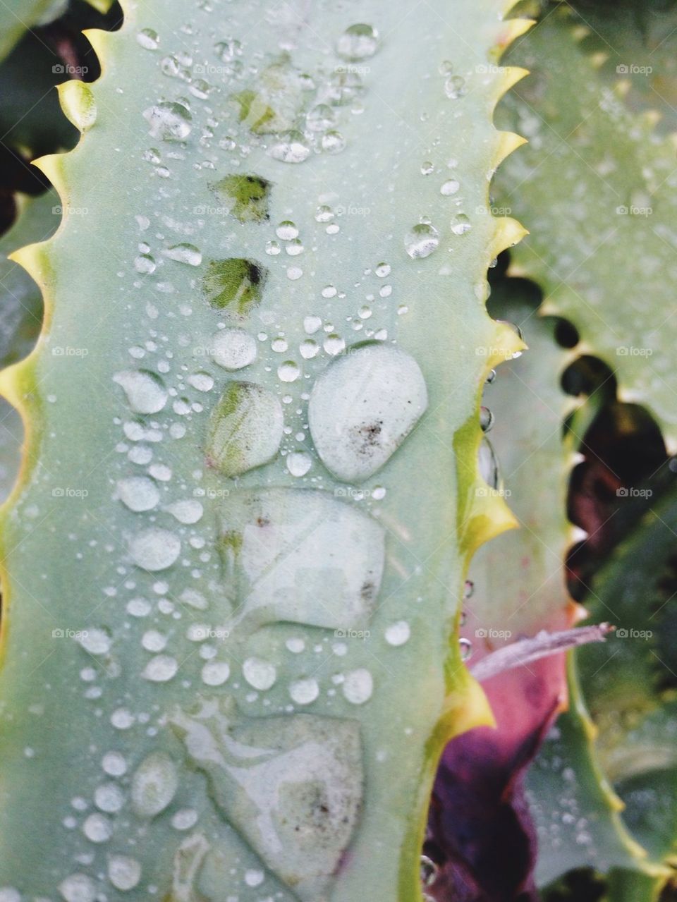 Water Drops on Cactus