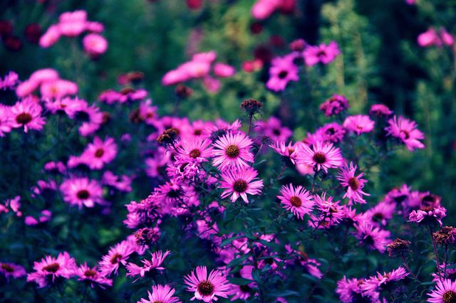 Sea of flowers 