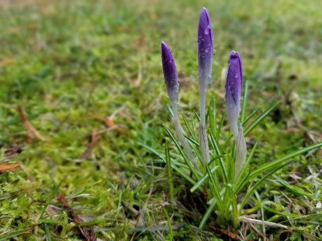 Purple crocus