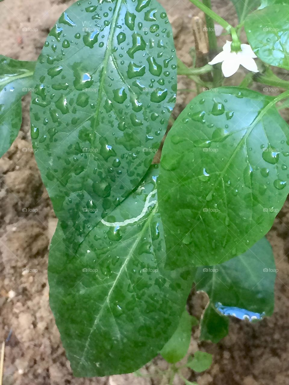 Drops on leaf after rain