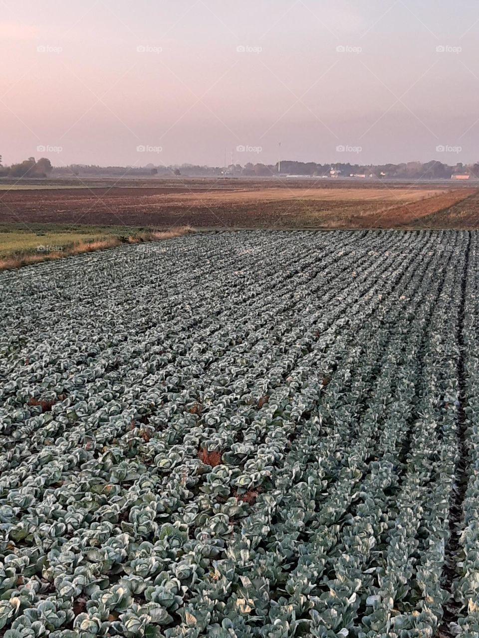 landscape with graphic field cabbage in autumn