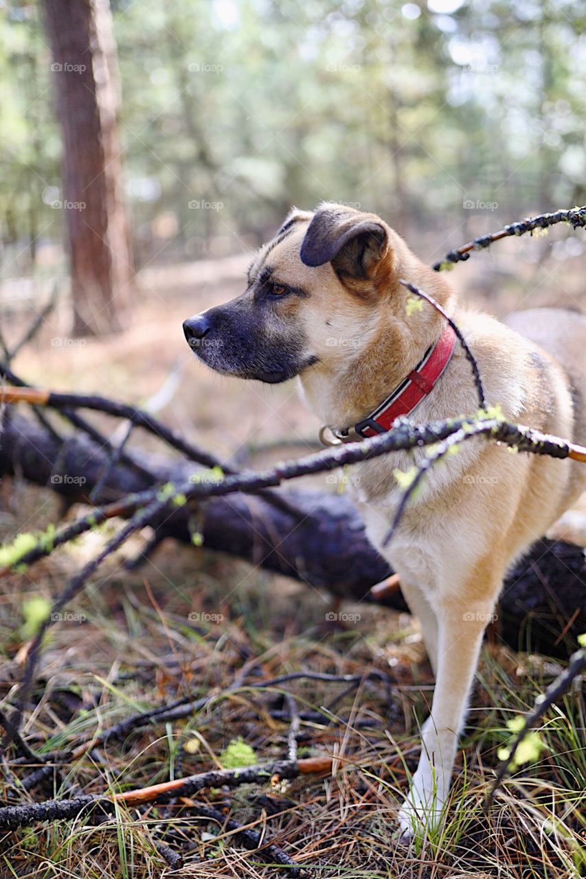 Dog adventuring through the woods. 