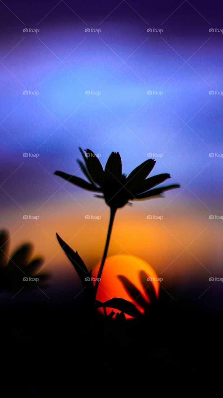 flowers in the sunset