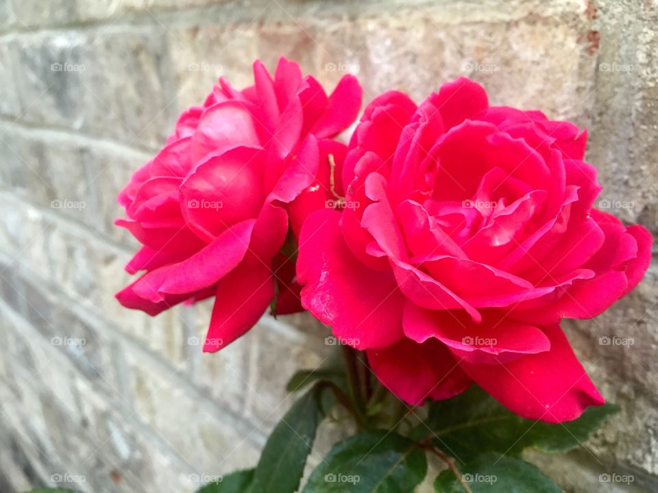 Twin Roses. Two roses in front of a brick wall