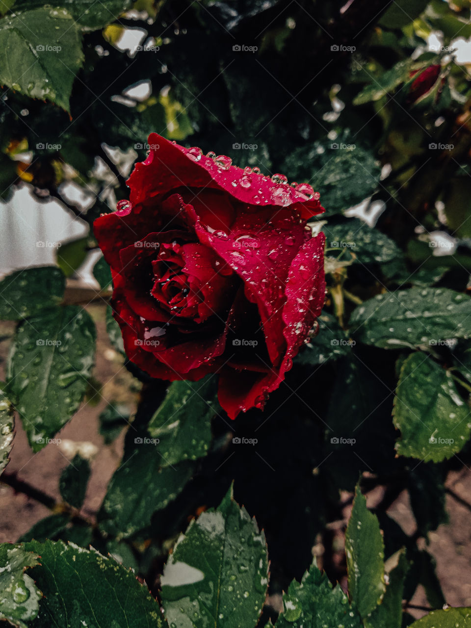 Red roses in the rain day