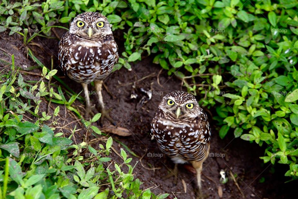 Owls