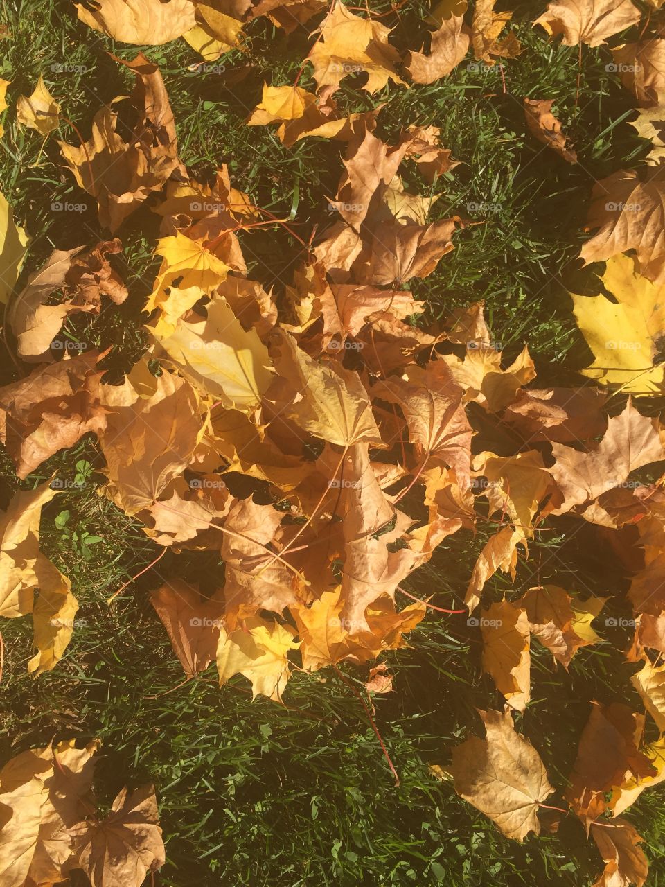 Pre-fall leaves