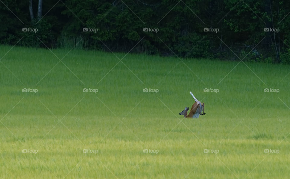 Deer jumping in the field in Western Finland.