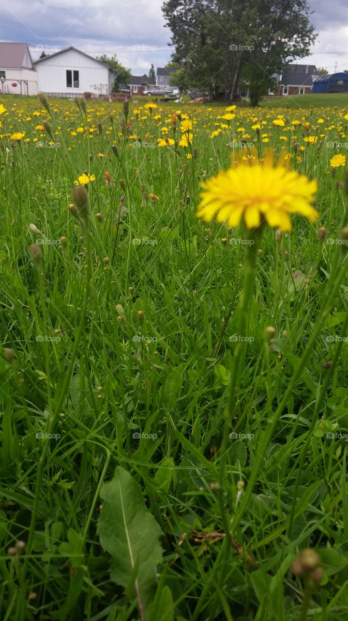 Grass, Flora, Summer, Hayfield, Nature