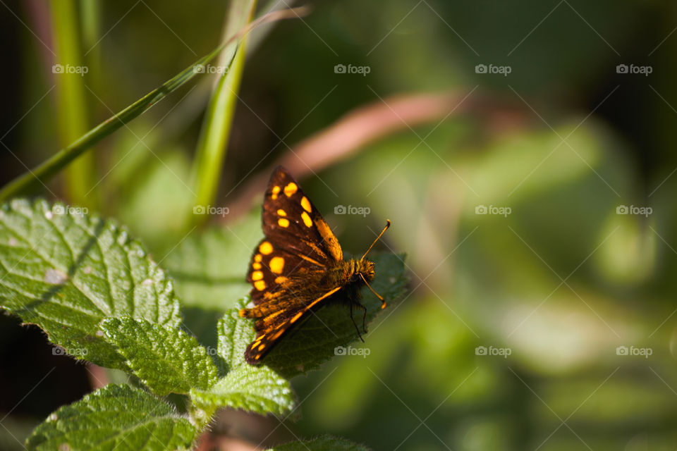 Yellow Spotted Skipper Butterfly On Green Leaf (Osmodes sp.), Limpopo, South Africa