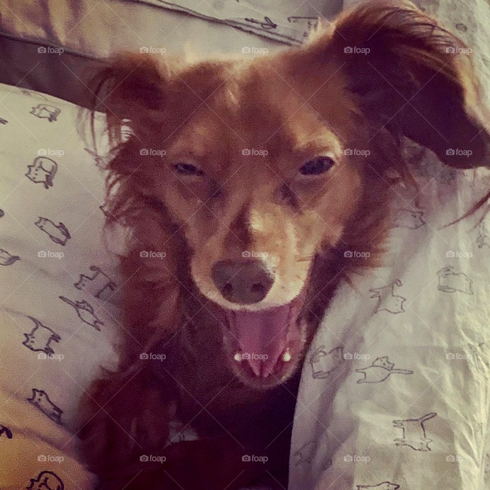 Charlie; My little Angel 