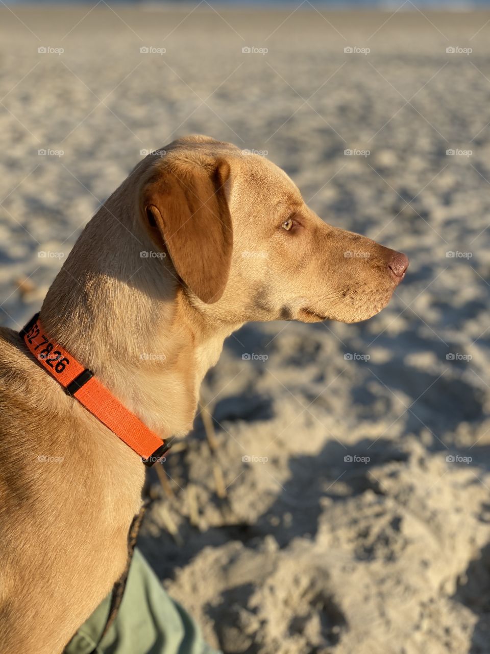 Beach puppy