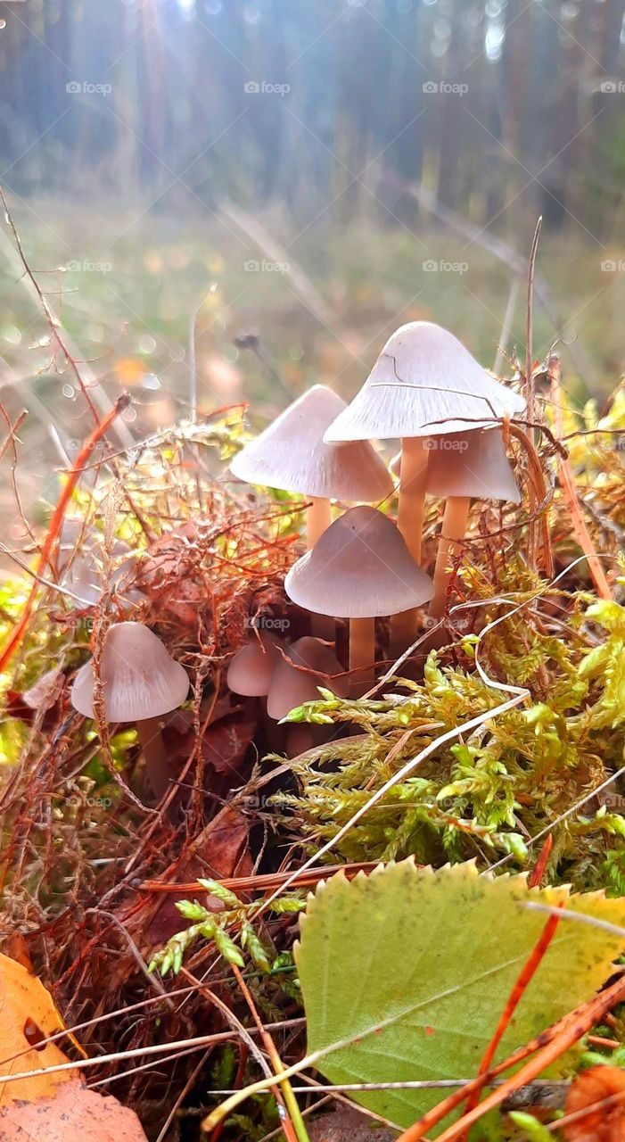 mushrooms in woods