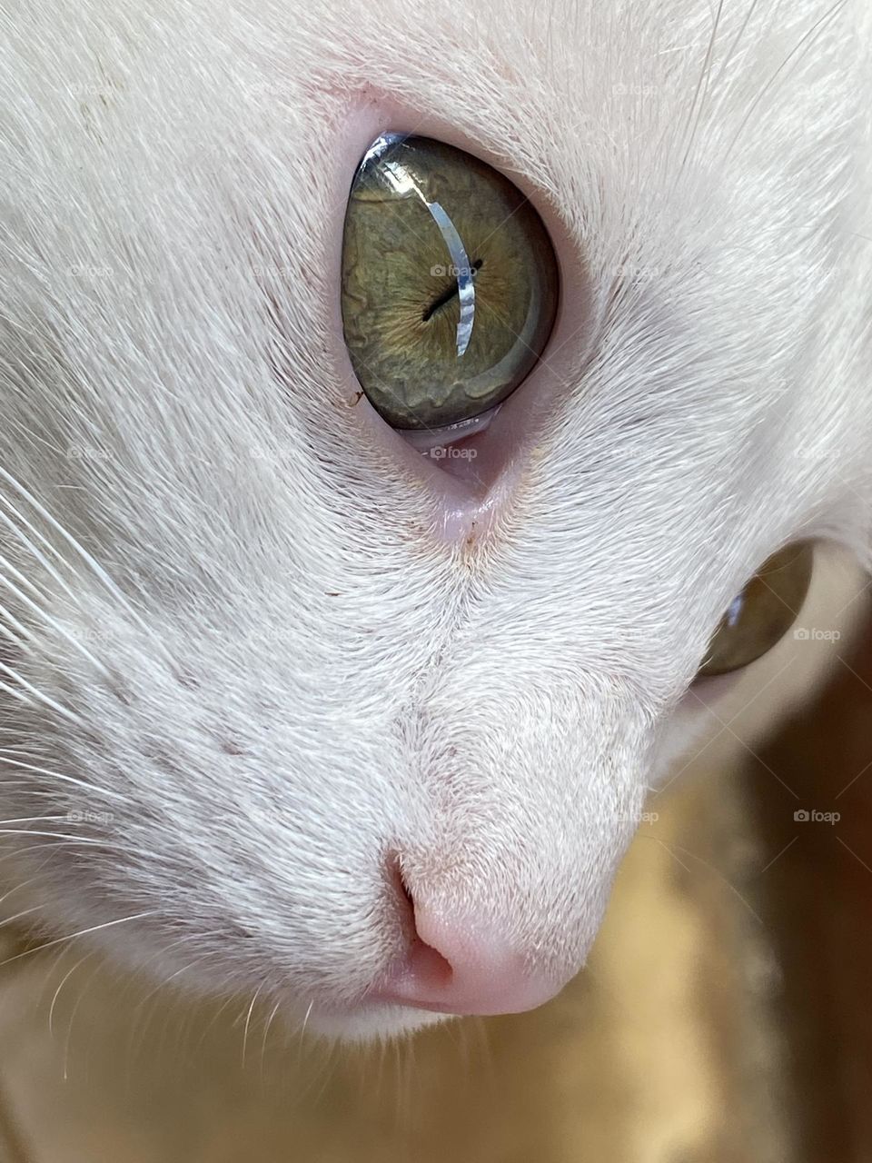 Close up on the cat’s eye 