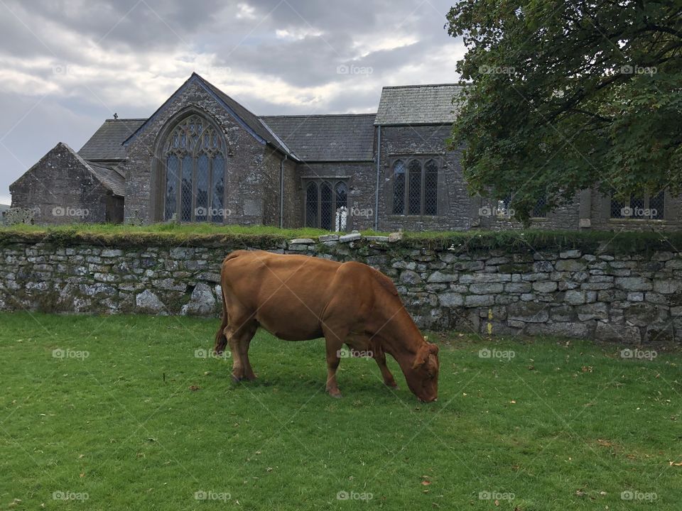 Maybe a guard dog for this lovely church, no it was just a group of cows who decided to visit the green alongside the church.