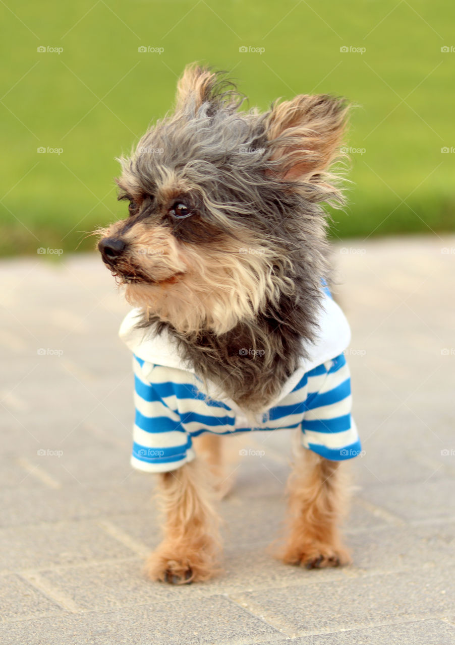 Yorkie Dog in shirt