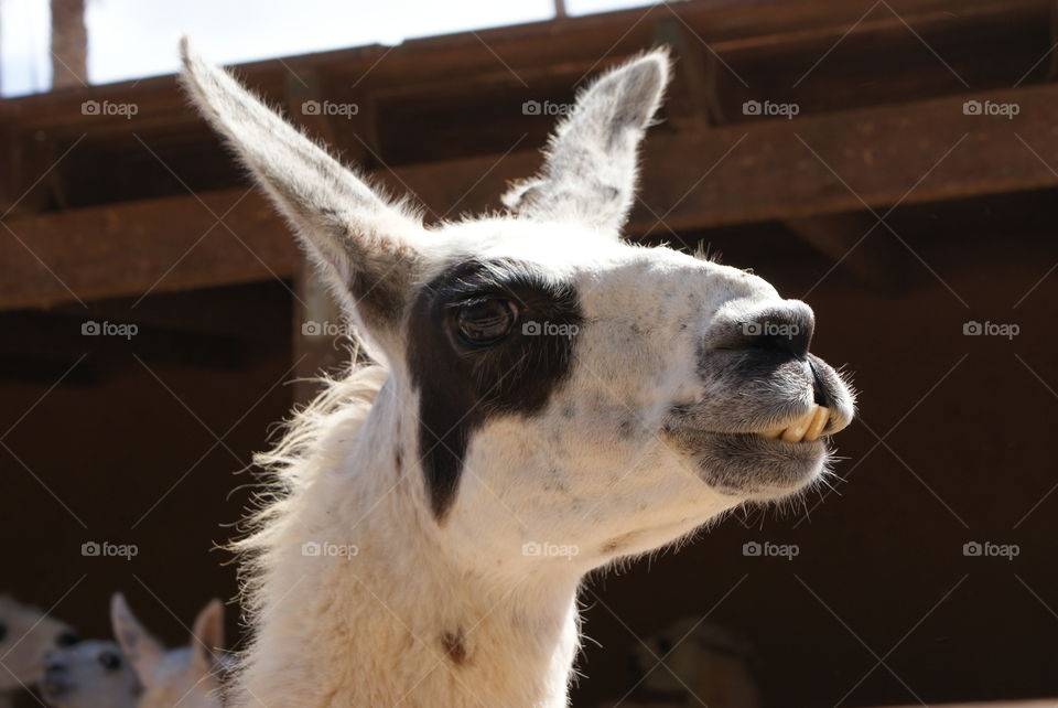 Close-up of white alpaca