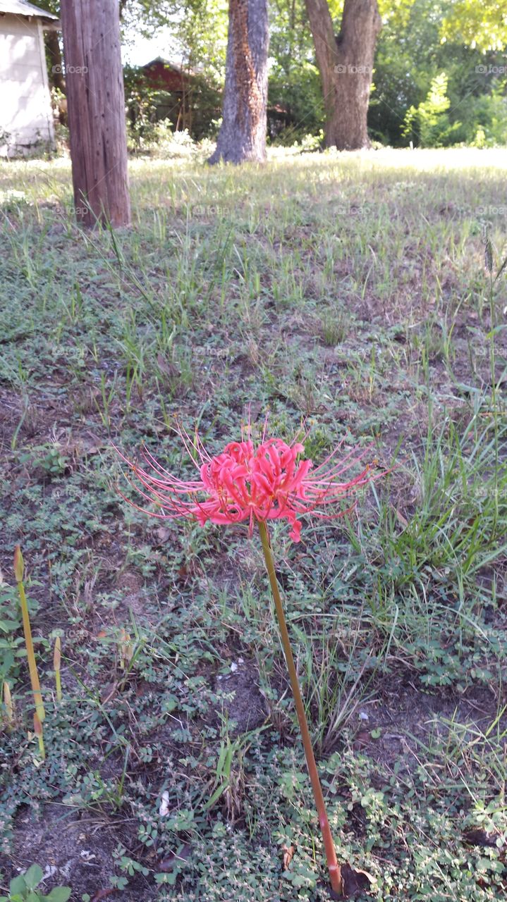 Look at this pretty spider lily