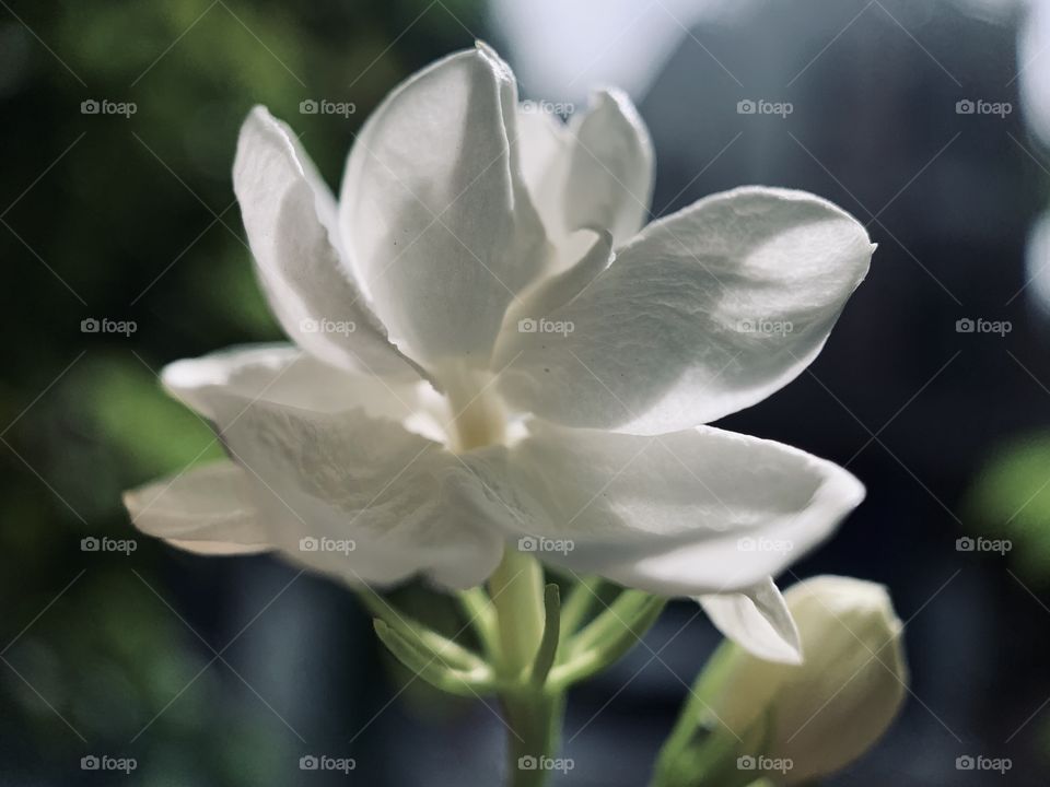 Vietnamese jasmine flowers