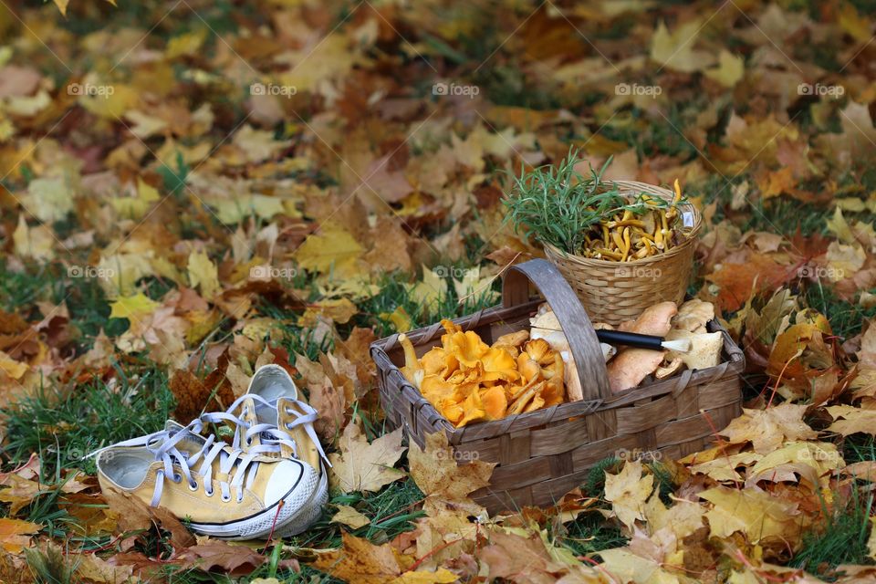 autumn, chantarelles, yellow converse