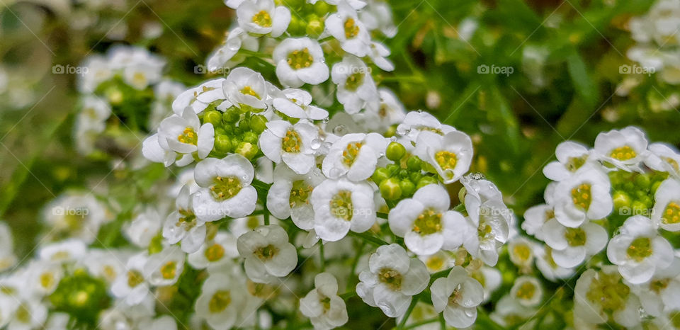 Close-up of alyssum flowers with early morning dew drops