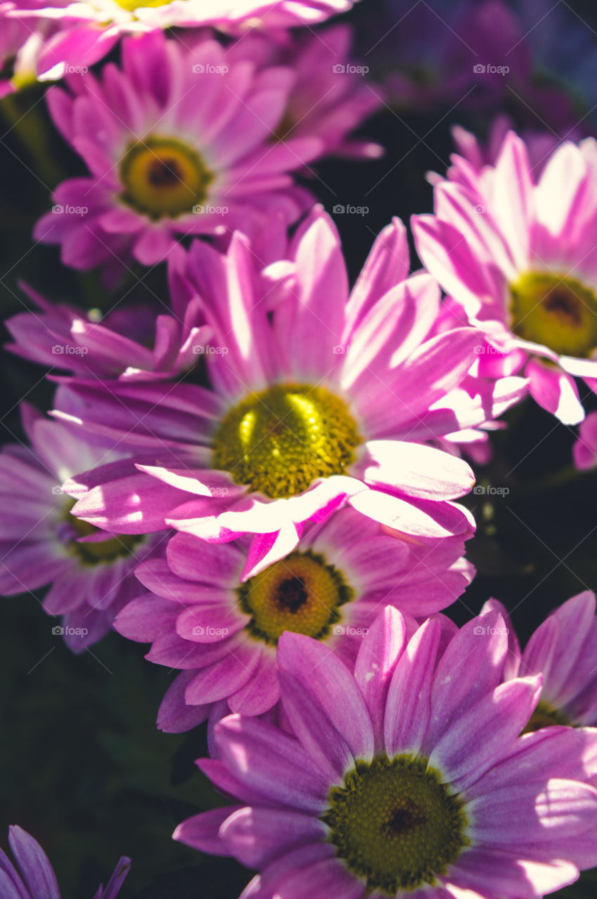 Também é apaixonado por flores??