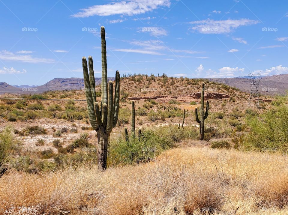 A multi-armed and very old Saguaro cactus stands tall above the hot, arid Arizona landscape