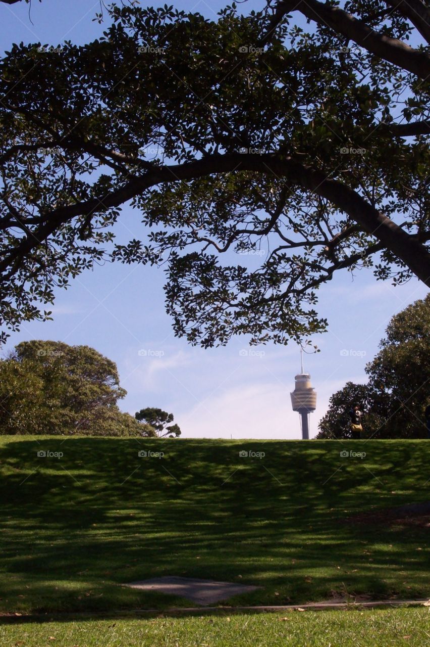 A different view of Centrepoint tower, from the Royal Botanic Gardens