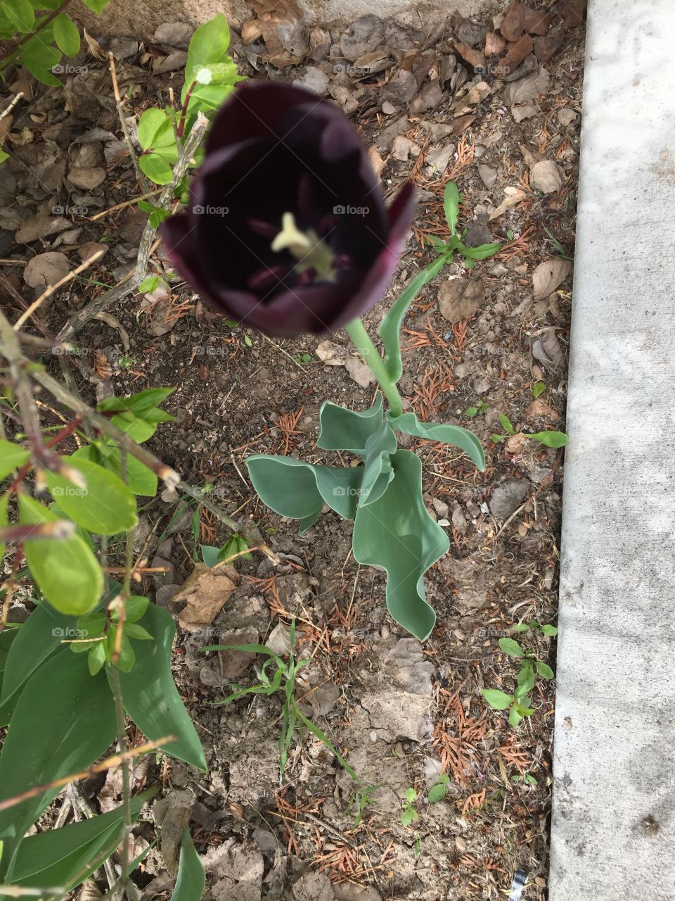 Purple Tulip