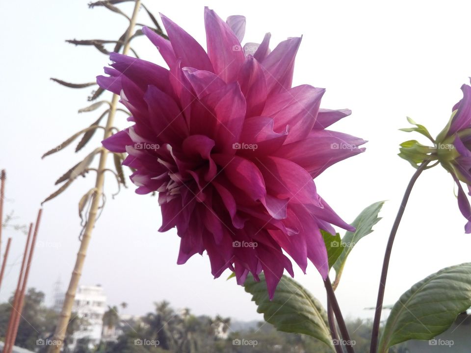 flower of pink