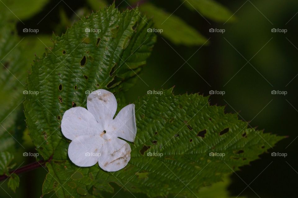 Flower on leaf